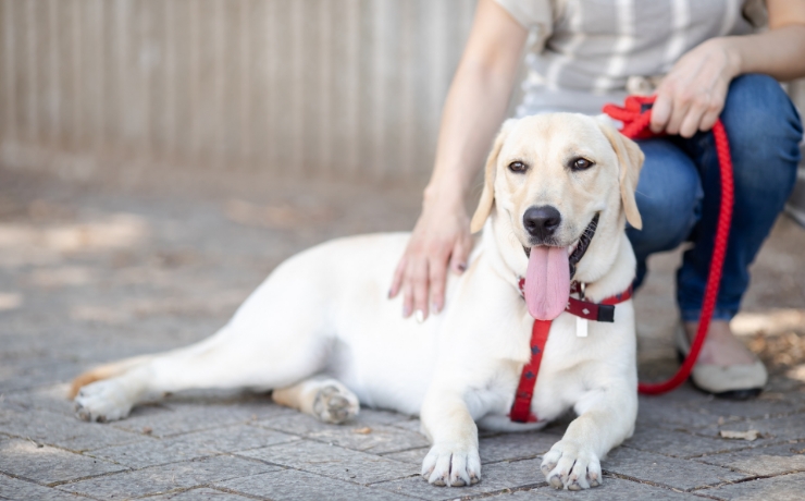 犬のトレーニング教室・訓練施設