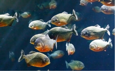 蓼科アミューズメント水族館