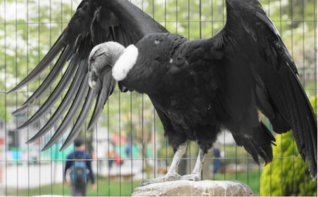 飯田市立動物園