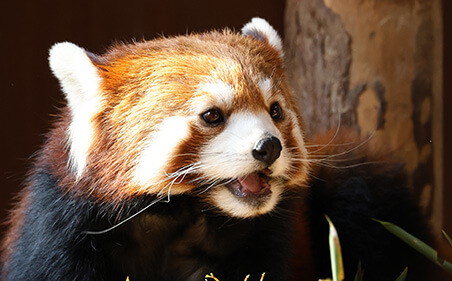 長野市茶臼山動物園