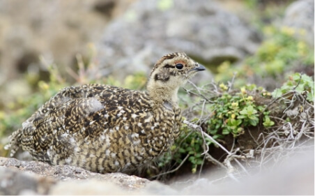 大町山岳博物館付属園