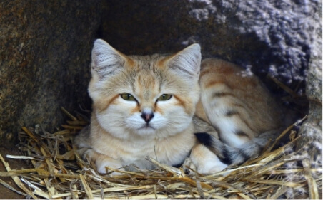 わくわく動物王国