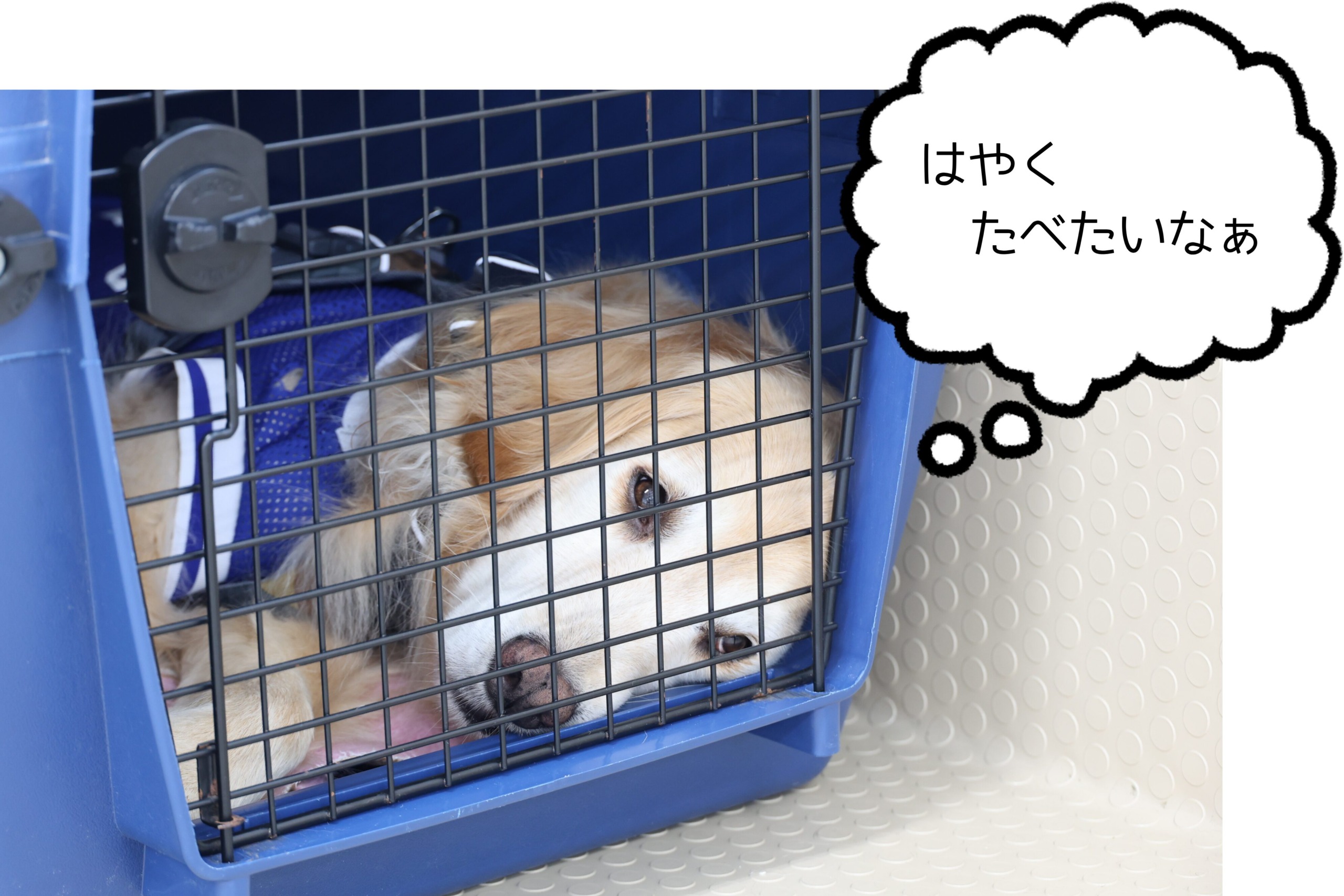 2025ペットスイーツ開発①－動物飼育・ドッグトレーニング専攻－