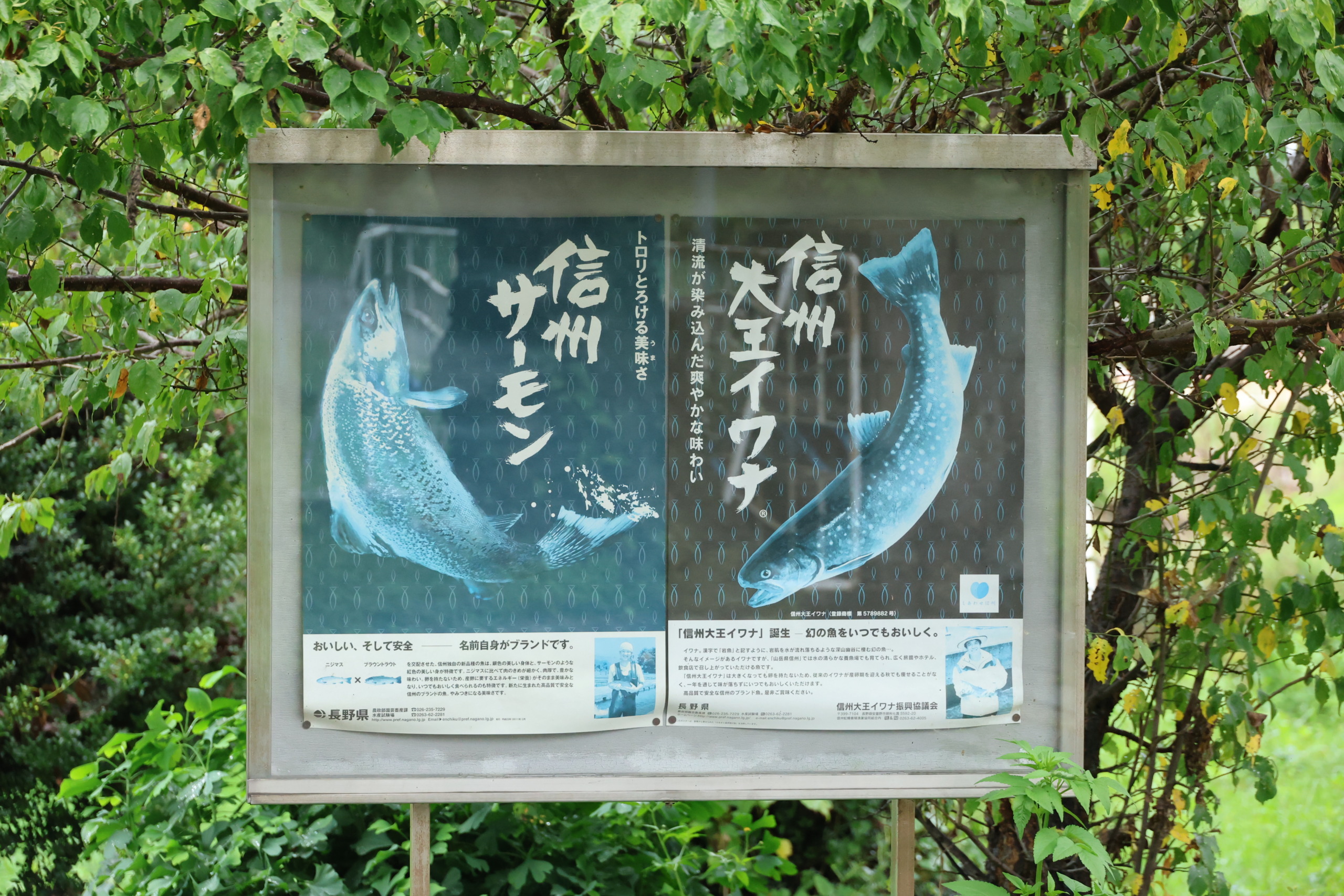 長野県水産試験場で現場研修！魚の養殖や研究について学びました
